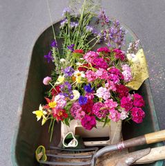 kruiwagen met bloemen